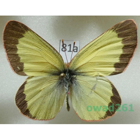 Colias chippewa W. H Edwards, 1870 male Canada81a